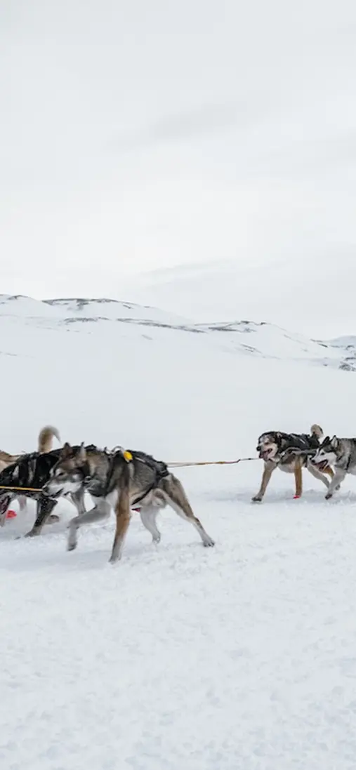 Husky Zermatt Rennen