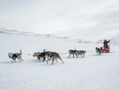 Husky Zermatt Rennen