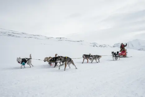 Husky Zermatt Rennen